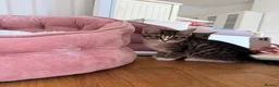 Domestic Shorthair cats for sale: Adorable kittens looking for Their forever home  in Loughton - Advert 7