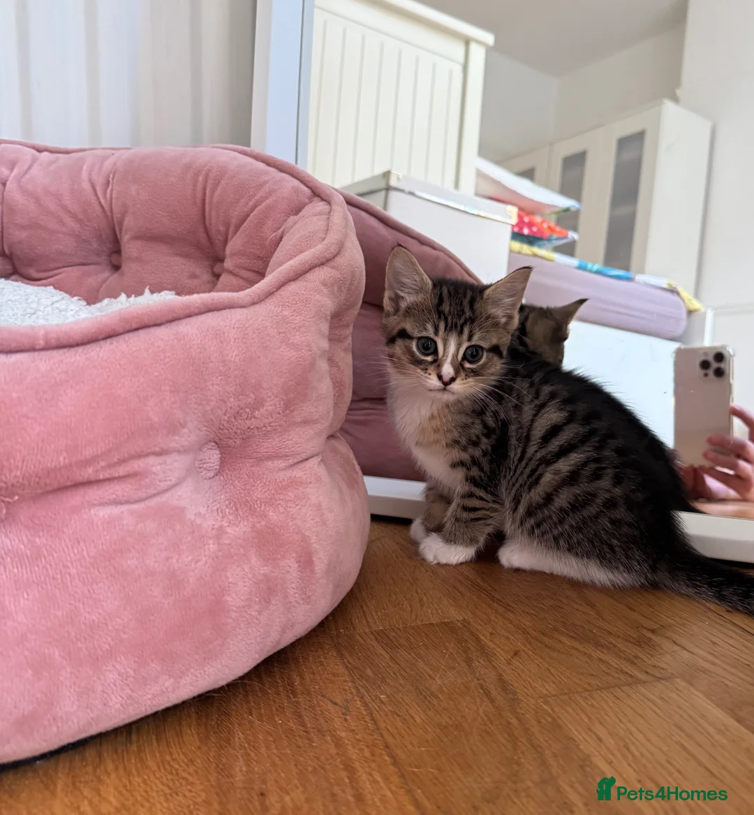 Domestic Shorthair cats for sale: Adorable kittens looking for Their forever home  in Loughton - Advert 7