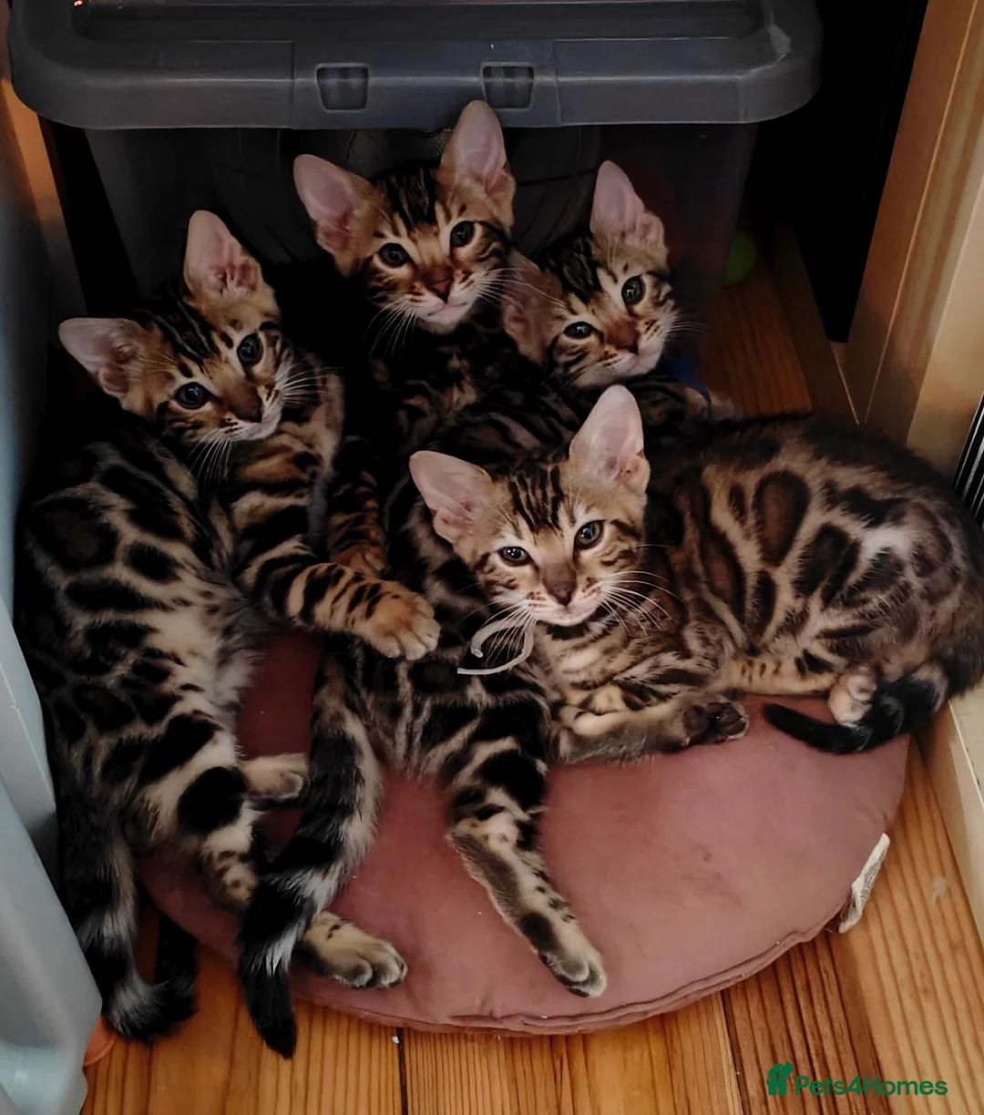 Bengal cats for sale: GCCF/TICA Registered Bengals  in Armagh - Advert 1
