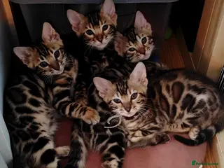 Bengal cats GCCF/TICA Registered Bengals - Advert 17