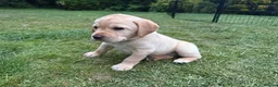 Labrador Retriever dogs for sale: Gorgeous Yellow Labrador Retriever, KC Reg HC - Advert 3