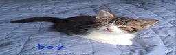 Domestic Shorthair cats for sale: 3 gorgeous kittens for sale - Advert 12