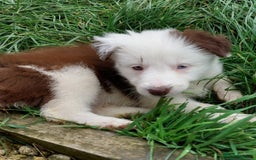 Bearded Collie dogs for sale: Red beardie collie pups  - Image 15