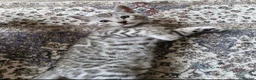 Bengal cats for sale: Silver tica registered bengals - Advert 11
