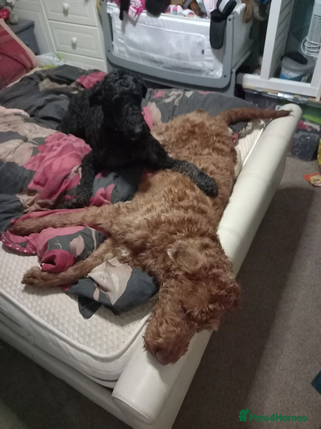 Labradoodle dogs for sale: Lovable crazy labradoodle in Leeds - Advert 2