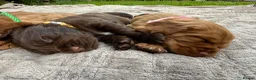 Cocker Spaniel dogs for sale: Stunning KC/Health tested working cocker spaniels - Advert 11