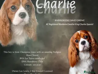 Cavalier King Charles Spaniel dogs KC REG HEALTH TESTED CHAMPION LINES CAVALIER STUD - Advert 11