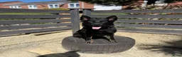 German Shepherd dogs for stud: 🏅BEST WORKING LINE SHEPHERD IN UK🏅 - Advert 2