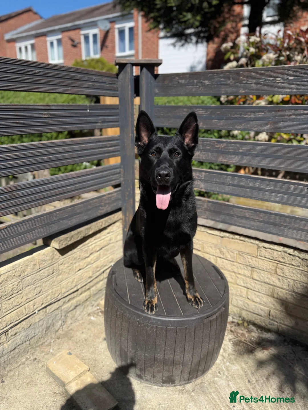 German Shepherd dogs for stud: 🏅BEST WORKING LINE SHEPHERD IN UK🏅 - Advert 2