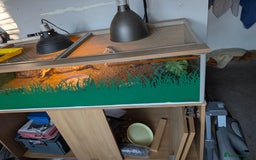 Tortoise reptiles for sale: Complete tortoise setup with 3 sulcutas - Image 2