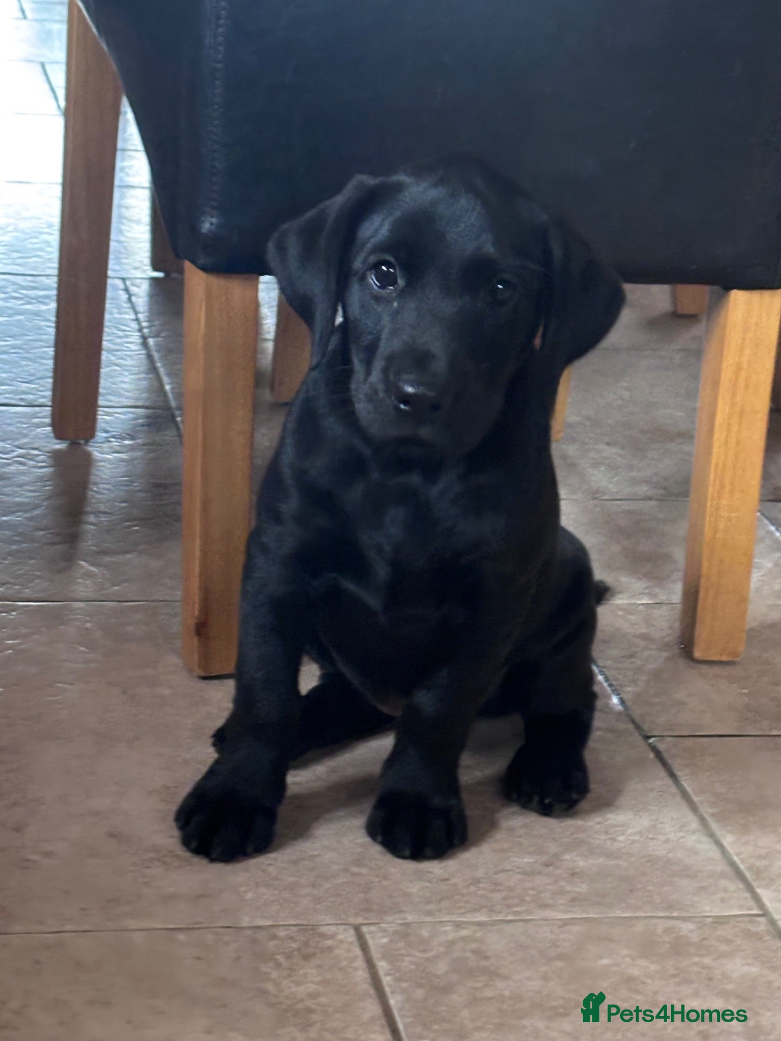 Labrador Retriever dogs Gorgeous black Labrador **last girl left** - Advert 1