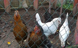 Hens poultry for sale: 6 hybrid hens  - Advert 3