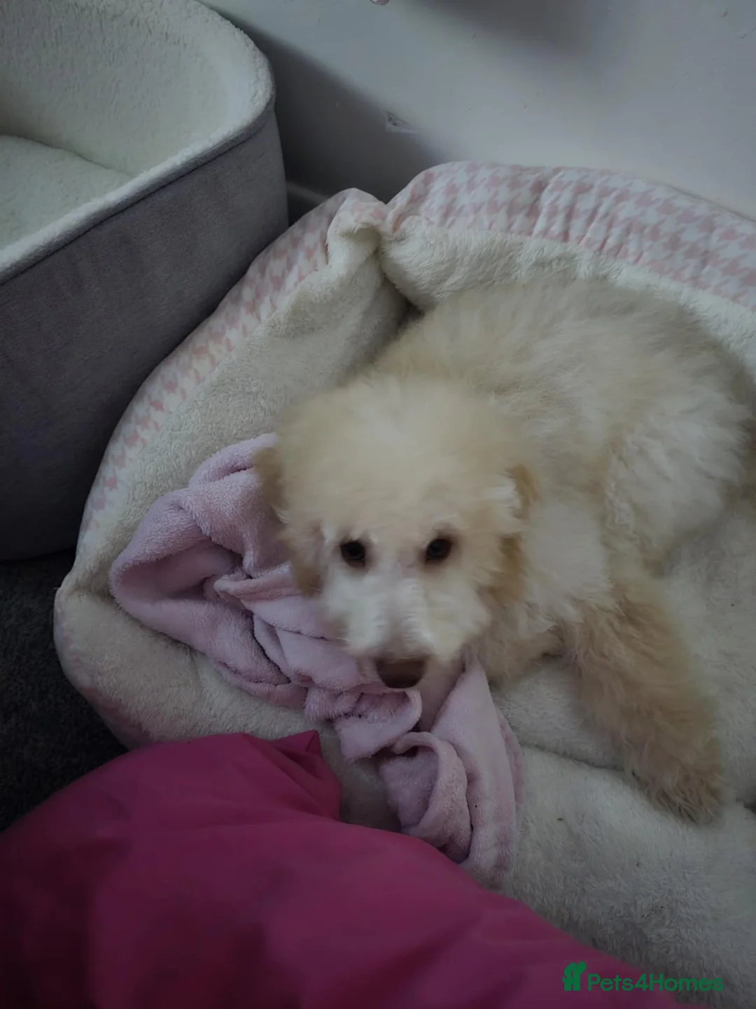 Cavapoo dogs for sale: Beautiful male cavapoo needs new home  - Advert 2