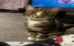 British Shorthair cats for sale: Friendly tabby kitten 6 months ready for new home  - Image 1
