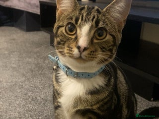 British Shorthair cats for sale - Advert 1