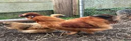 Mixed Breed birds for sale: Silkie &French Copper Maran chicks & hatching eggs - Advert 2