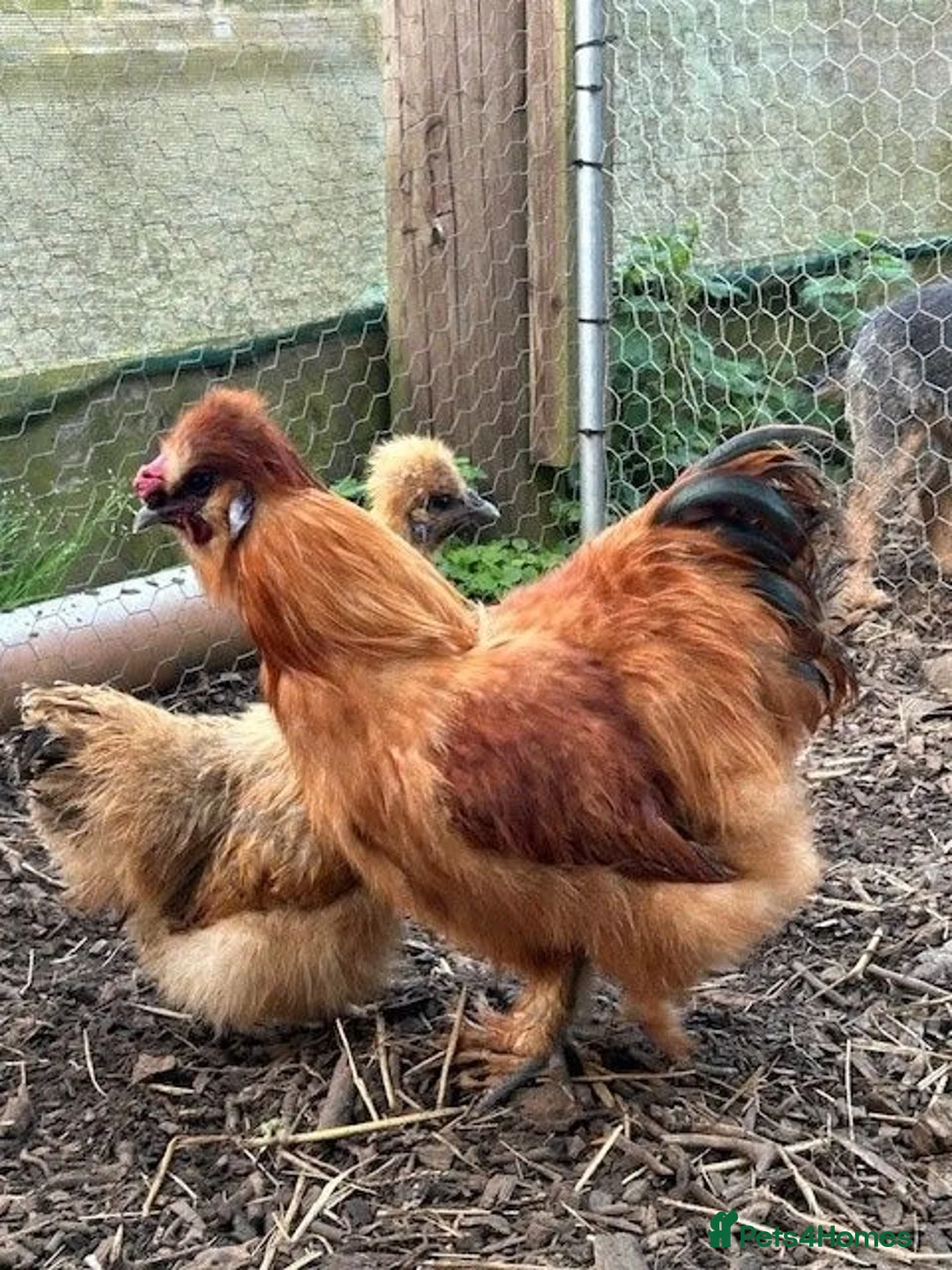 Mixed Breed birds for sale: Silkie &French Copper Maran chicks & hatching eggs - Advert 2