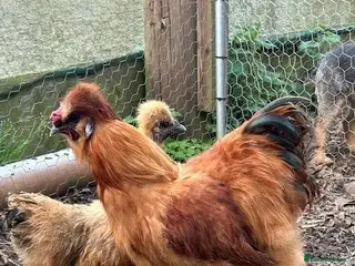 Mixed Breed birds Silkie &French Copper Maran chicks & hatching eggs - Advert 2