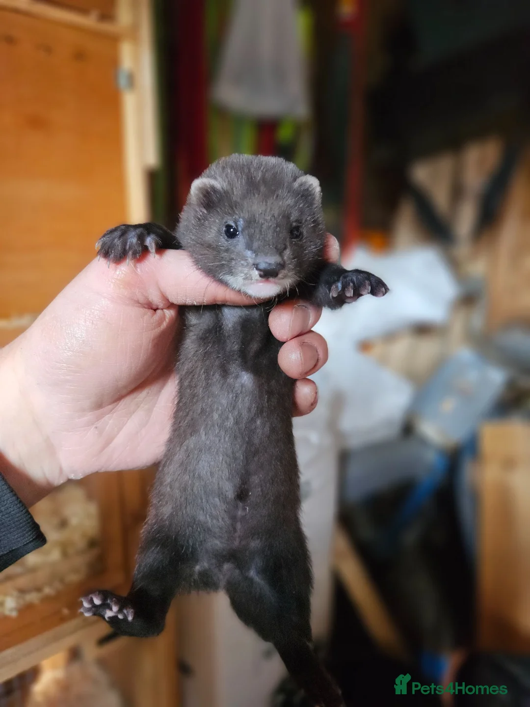 Ferret rodents for sale: FULL EU POLECAT  - Advert 2
