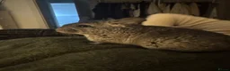 Chinchilla rodents for sale: Chinchilla for sale  - Advert 1