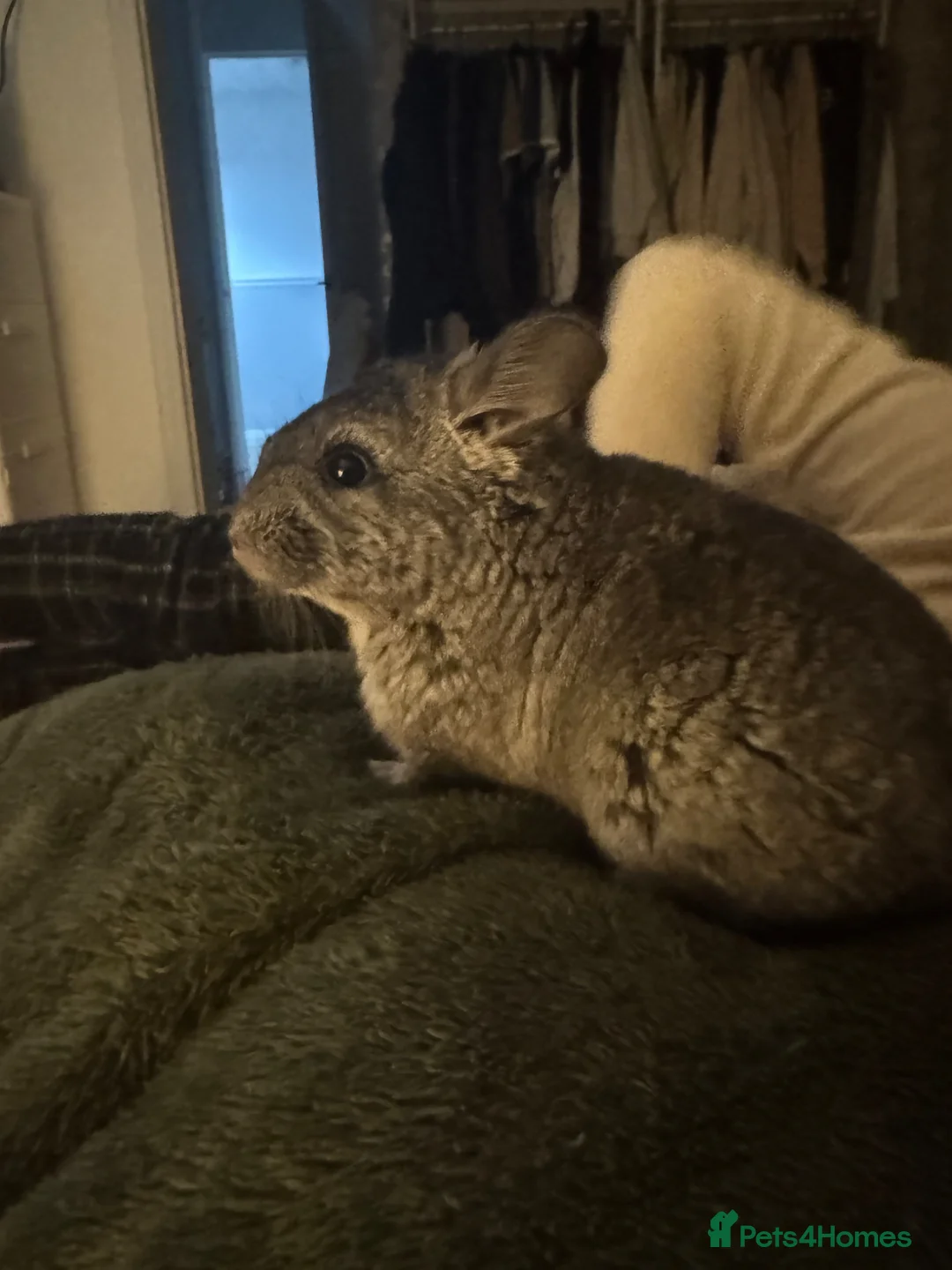 Chinchilla rodents for sale: Chinchilla for sale  - Advert 1