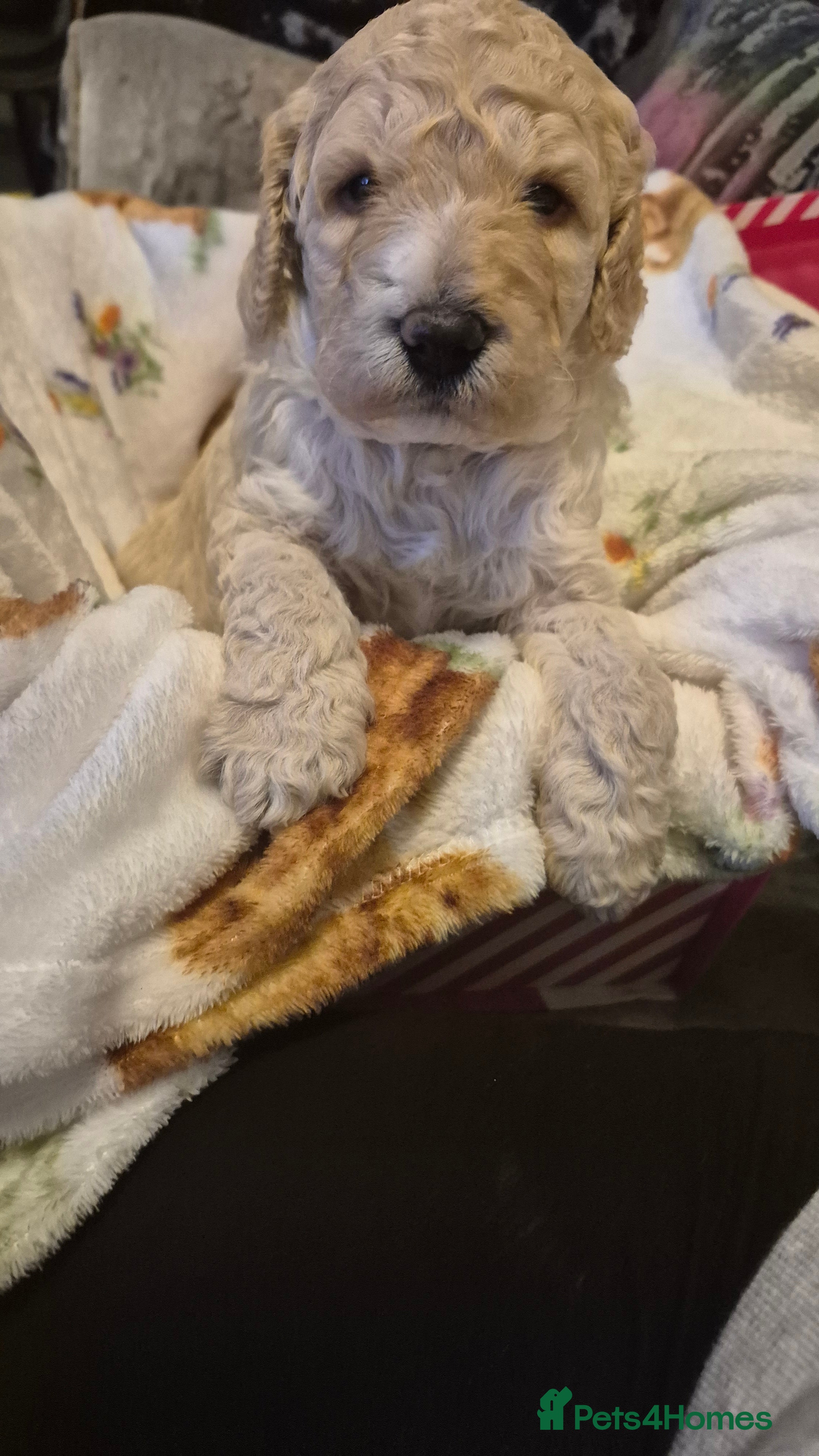 Australian Labradoodle dogs LAST ONE BOY - Australian Labradoodle Puppies  - Advert 1