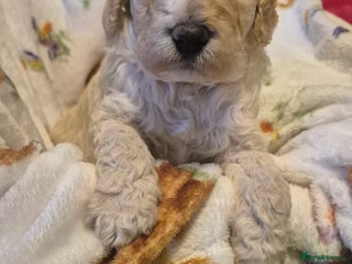 Australian Labradoodle dogs LAST ONE BOY - Australian Labradoodle Puppies - Advert 1