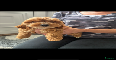 Cockapoo dogs - Advert 14