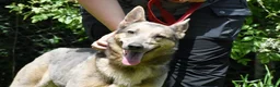 Mixed Breed dogs for adoption: Bimba in Birkenhead - Advert 1