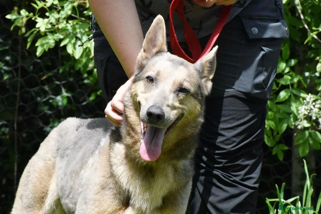 Mixed Breed dogs for adoption: Bimba in Birkenhead - Advert 1