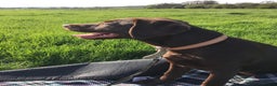 Labrador Retriever dogs for sale: Mia gorgeous chocolate labrador - Advert 1