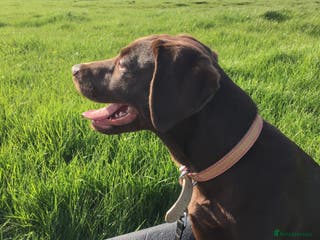 Labrador Retriever dogs Mia gorgeous chocolate labrador - Advert 9