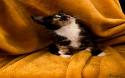 Mixed Breed cats for sale: 4 boys and 2 girls Family-Raised, Well-Socialised  - Image 15