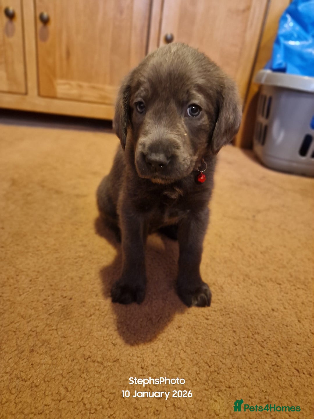 Mixed Breed dogs for sale: 3 silver 1 black white female lab puppies  - Advert 7