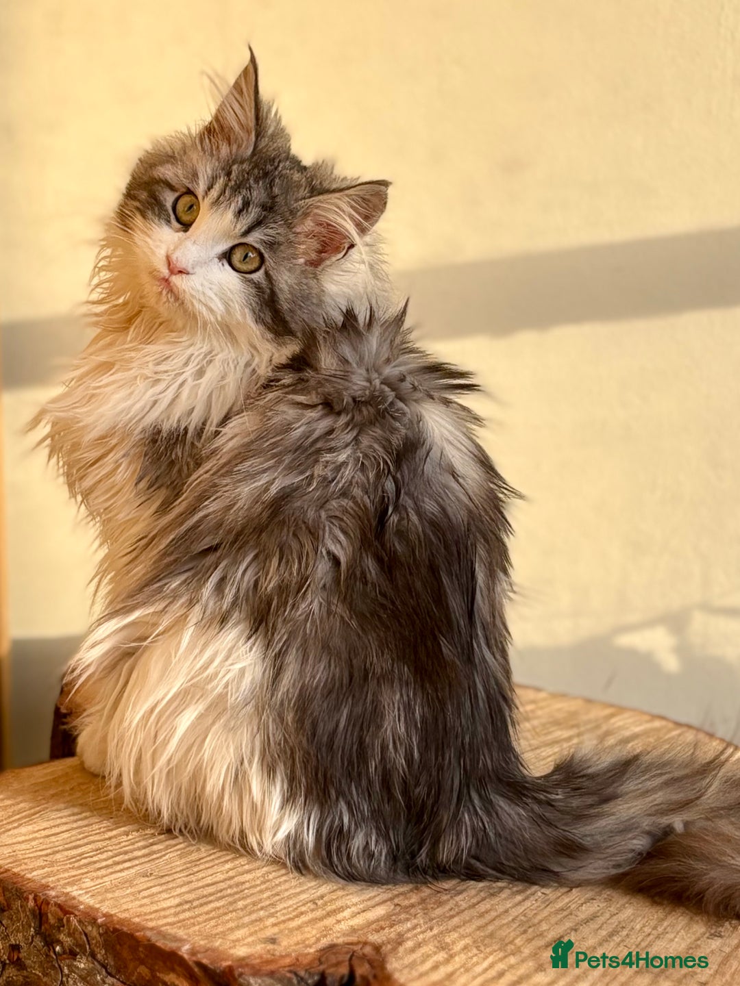 Maine Coon cats for sale: Beautiful Maine coon kittens - Advert 28