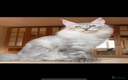 Maine Coon cats for sale: Pedigree Mainecoon females - Image 7