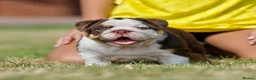 English Bulldog dogs for sale: EPIC BULLYZ PUPS - Advert 5