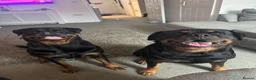 Rottweiler dogs for sale: Hugo and nala  in Southampton - Advert 5