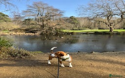 Beagle dogs for stud: Description  - Image 5