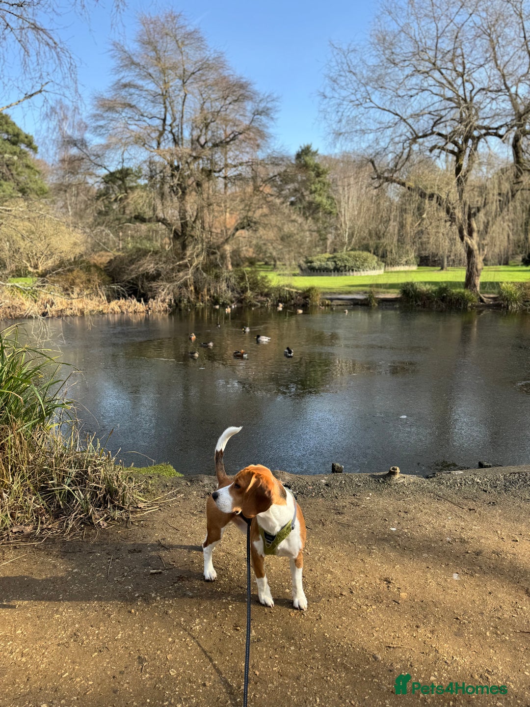 Beagle dogs for stud: Description  - Image 5