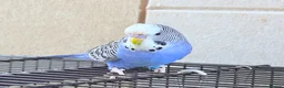 Budgerigars birds for sale: Beautiful young budgies available  - Advert 17