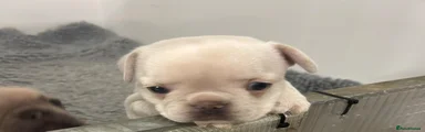 French Bulldog 3