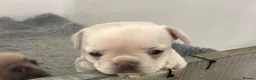 French Bulldog dogs for sale: Frenchie puppies  - Advert 8