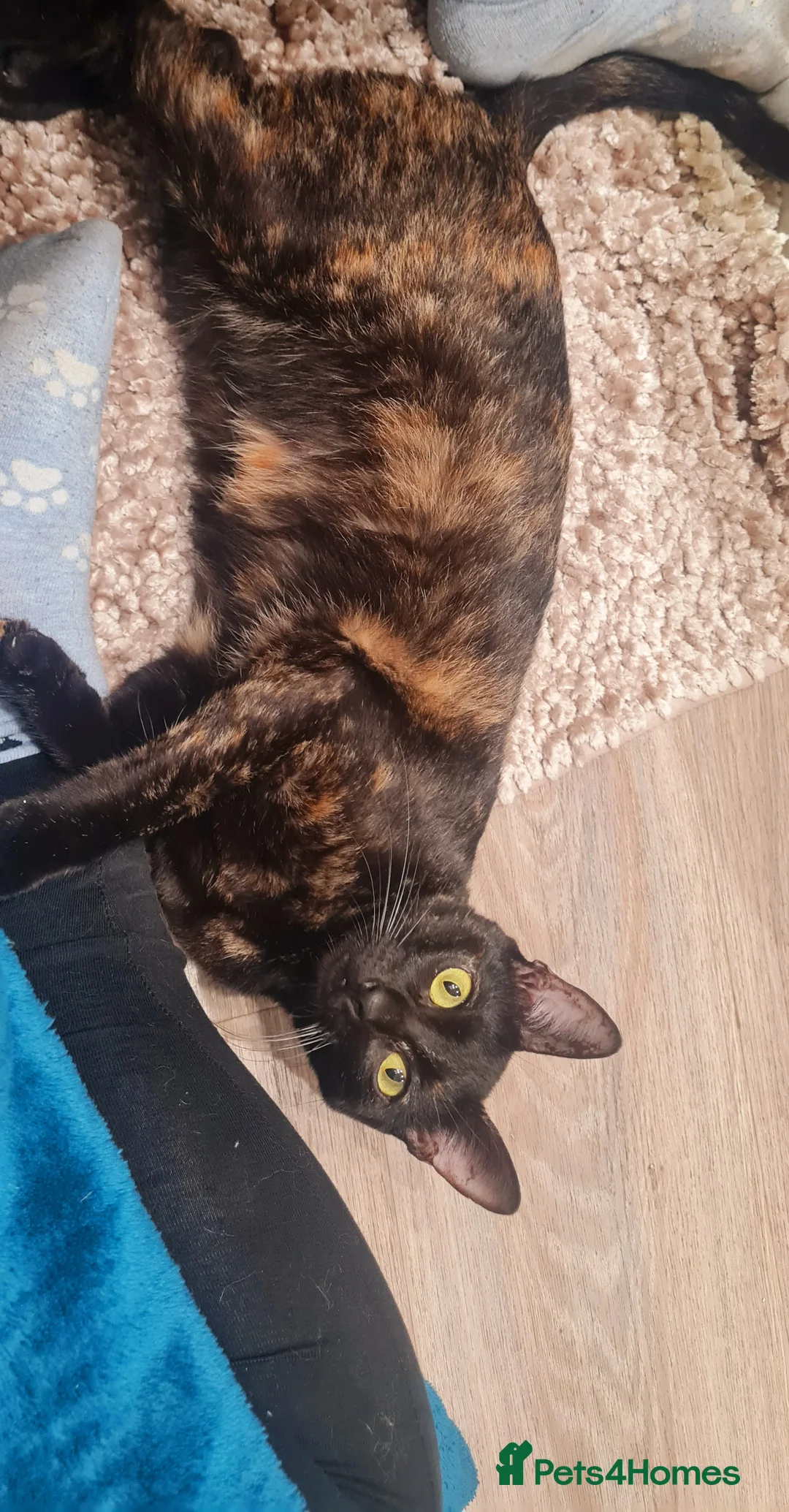 Mixed Breed cats for adoption: Indoor Tortie - super affectionate, chatty, loving - Advert 2