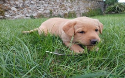 Labrador Retriever dogs for sale: Red Labrador Puppies for sale - Image 4