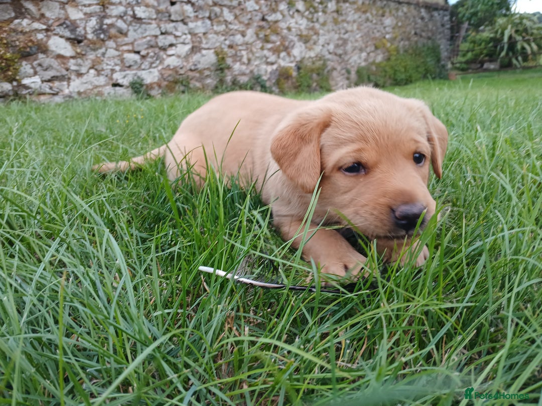 Labrador Retriever dogs for sale: Red Labrador Puppies for sale - Image 4
