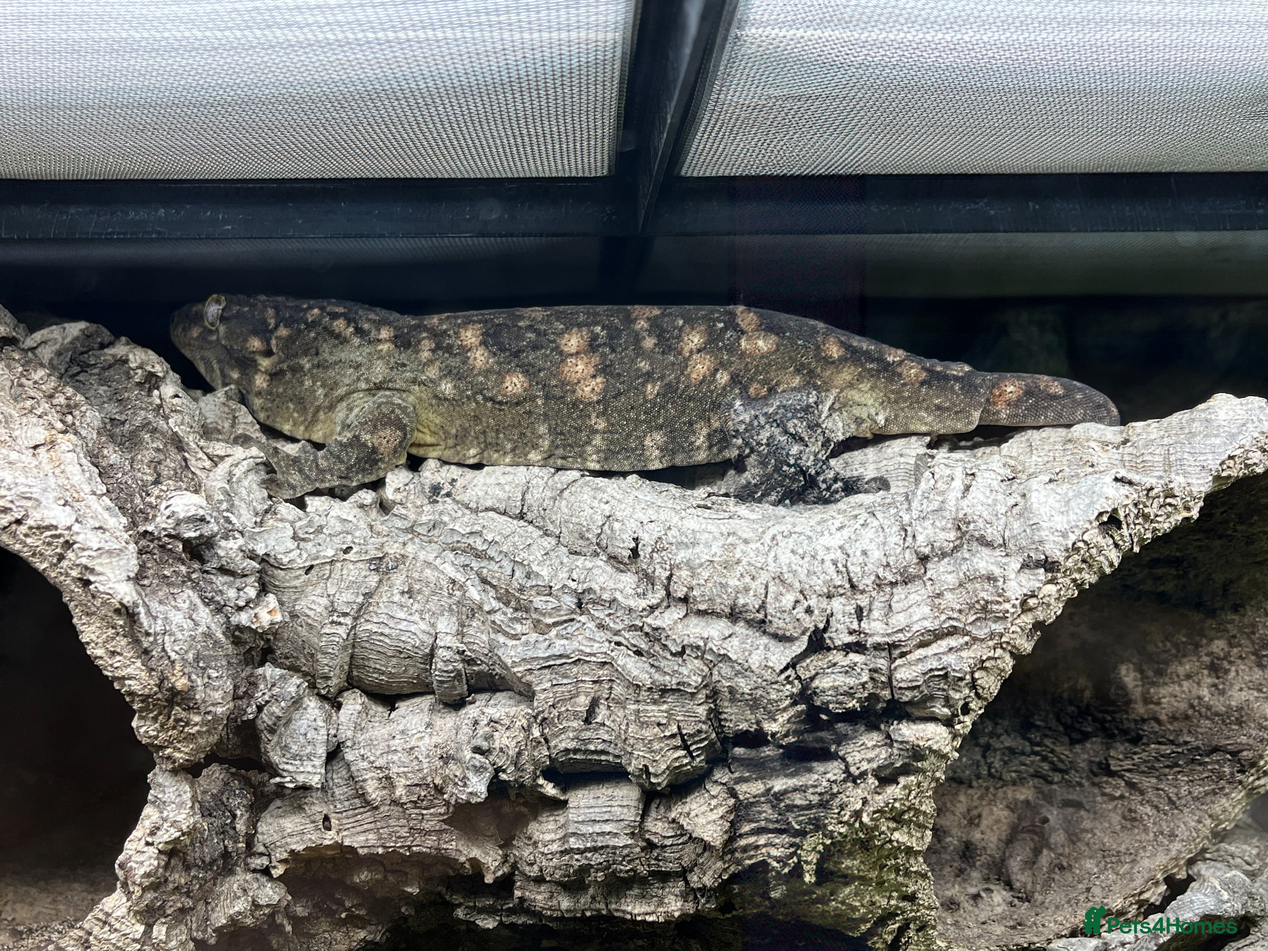 Gecko reptiles Firecracker x Moro Leachianus Gecko - Advert 11