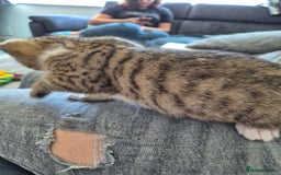 Selkirk Rex cats for sale: Pedigree Selkirk rex  kittens ready now  in Burnham-on-Sea - Image 21
