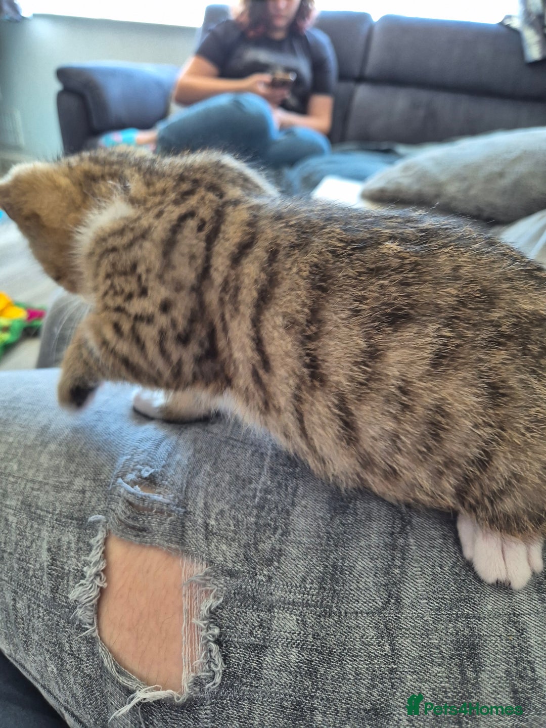 Selkirk Rex cats for sale: Pedigree Selkirk rex  kittens ready now  in Burnham-on-Sea - Image 21