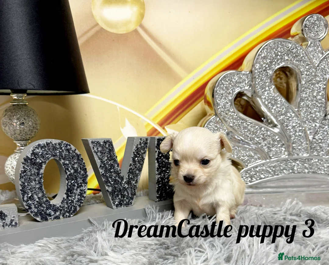 Chihuahua dogs for sale: KC reg Long coat boys available  - Advert 11